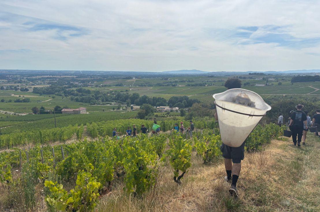 Beaujolais bağlarında bir gün. Fotoğraf: Ceren Aral Desnos.