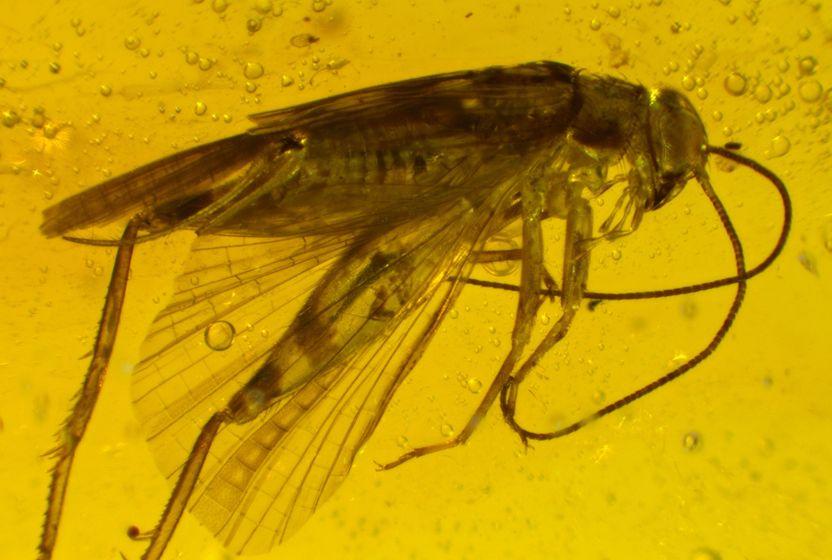 agactan-sonsuz-donguye-kehribar