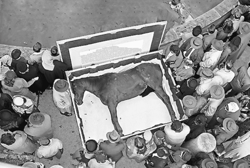 bazi-atlari-vurmazlar-milyonlara-umut-olan-sembol-atlar