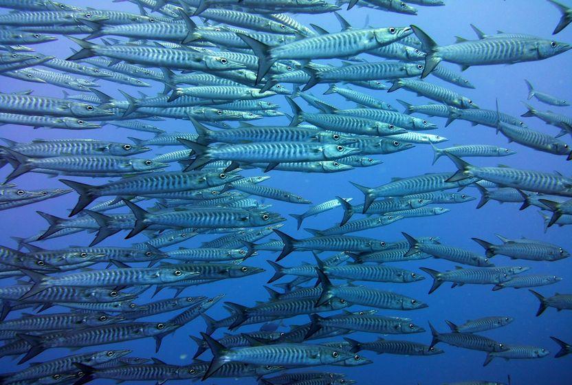 balik-gocleri-tehlikede-neler-oluyor