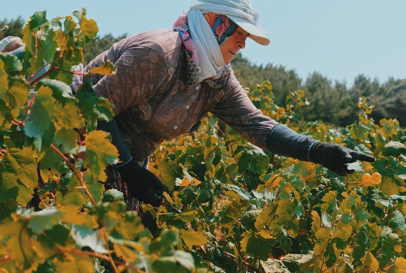 turkiyede-gidayi-nasil-iyilestiririz