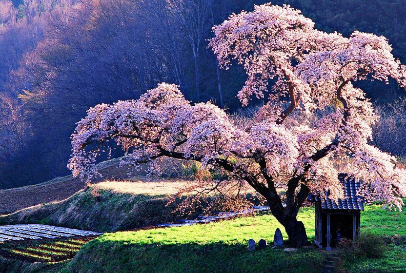 agaclarin-hikayeleri-sizin-en-sevdiginiz-agac-hangisi