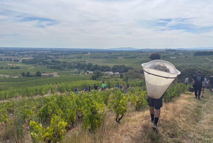 Nouveau’dan ibaret olmayan Beaujolais: Bağda bir gün
